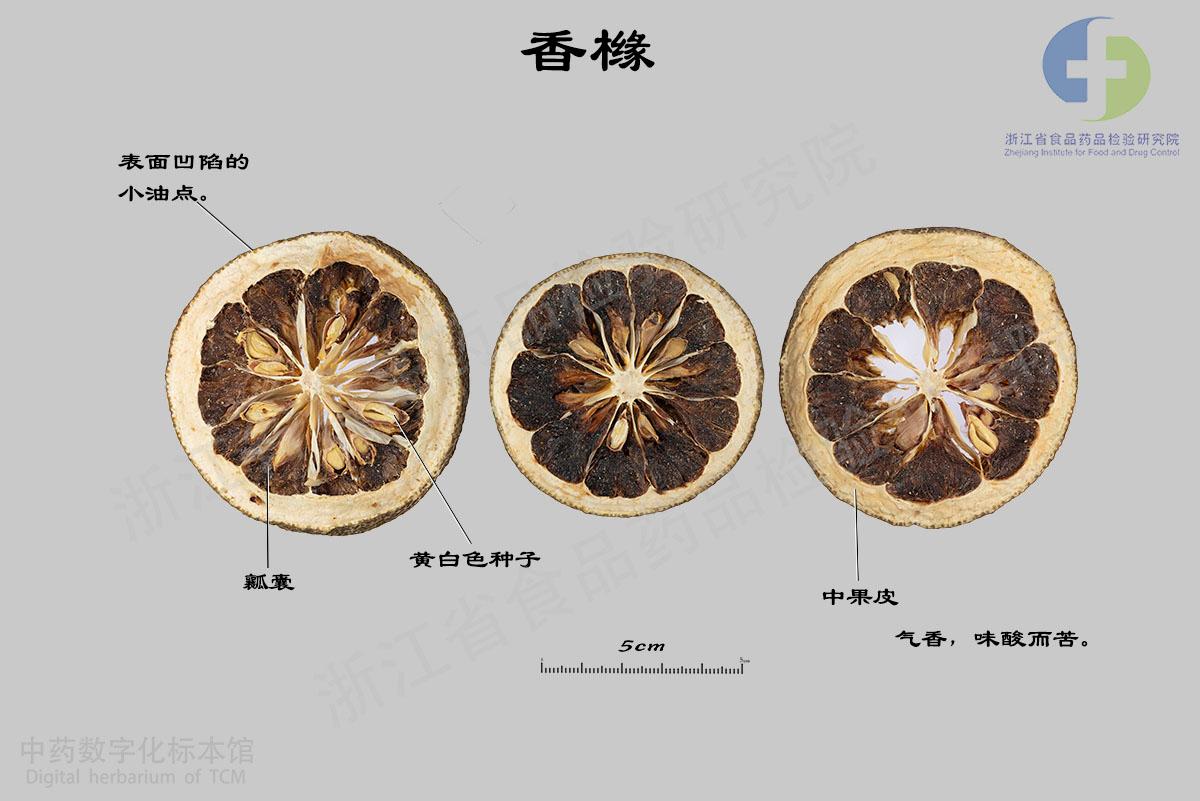 香橼 标本影像